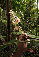 Patrick Blanc showing the inflorescence of Alpinia novae-pommeraniae, Tenaru Falls, Guadalcanal, Solomon Islands, Sept. 2019