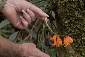 Patrick Blanc showing the inflorescence of Dendrobium glaucoviride, Kwau, 1600 m asl, Arfak Mts, West Papua, May 2025