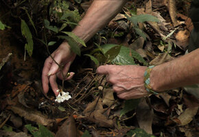 Patrick Blanc showing the inflorescences of Cyrtandra basiflora emerging from the lower defoliate parts of the stem, just above the dead leaf litter, Poring, Kinabalu NP, 400 m asl, Sabah, Borneo, July 2022