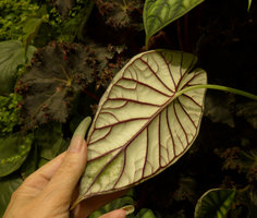 Patrick Blanc showing the leaf under surface of Alocasia baginda on the Costume National Vertical Garden, Fukuoka, Sept. 2016