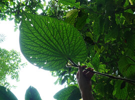 Patrick Blanc showing the leaf venation of Piper sclerophloeum, Imbu Rano, Kolombangara, Solomon Islands, Sept. 2019