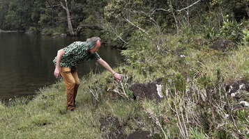 Patrick Blanc showing the leaning stems of the rheophytic Hedyotis flavescens, due to intermittent spates, Battalu Oya river, Fishing Hut, Maskeliya, Sri Lanka, Nov. 2024