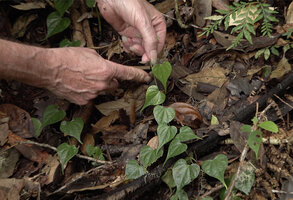 Patrick Blanc showing the long acuminate deeply cordate leaves of Piper arfakianum, Kwau, 1600 m asl, Arfak Mts, West Papua, May 2025
