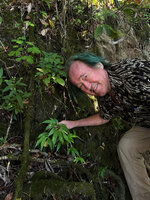 Patrick Blanc showing the long acuminate leaves of Elatostema integrifolium, Mt Mundo Perdido, Timor-Leste, Aug. 2026