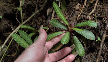 Patrick Blanc showing the long narrow leaves of Acrotrema lanceolatum, Makandawa FR, Sri Lanka, Nov. 2024