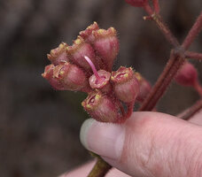 Patrick Blanc showing the maturing fruits of Poikilogyne arfakensis, loose form, with hairy hypanthium cupilar calyx, Anggi Lakes, Arfak Mts, West Papua, May 2025