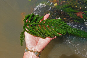 Patrick Blanc showing the multipinnate leaf of the rheophytic Hydrostachys imbricata, Saharenana river, Madagascar, Aug. 2024
