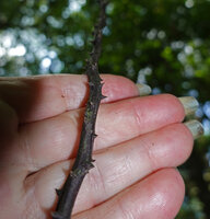 Patrick Blanc showing the narrow freely hanging barbed shiny black root of the new Cercestis species, Ebodje, Campo, Cameroon, Sept. 2023
