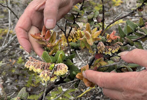 Patrick Blanc showing the nodding flowers of Vaccinium molle, Anggi Lakes, 2300 m asl, Arfak Mts, West Papua, May 2025