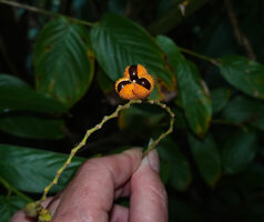 Patrick Blanc showing the open spiny orange capsular fruit exposing the black shiny seeds of Haumania danckelmaniana, Kribi, Cameroon, Sept. 2023