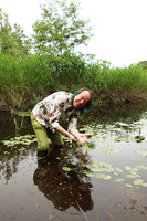 Patrick Blanc showing the peltate elliptic leaves of Brasenia shreberi,Tokachi, Hokkaido, Japan, July 2015