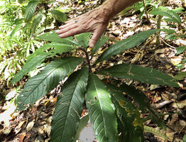 Patrick Blanc showing the perfect distribution of the leaves in a global disc thus avoiding  self shading, Cyrtandra sp., Malagufuk, Sorong, Papua, May 2025