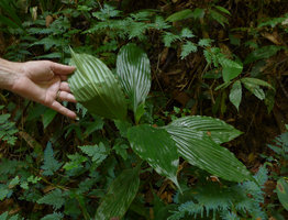 Patrick Blanc showing the plain green lower surface of leaves of Amischotolype marginata, green form individual, Khao Sok NP, Thailand
