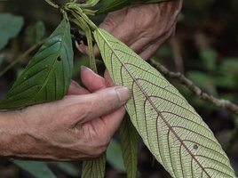 Patrick Blanc showing the protruding purple veins of tha light green abaxial surface of the adult leaves of Leea zippeliana, Malagufuk, Sorong, Southwest Papua, May 2025