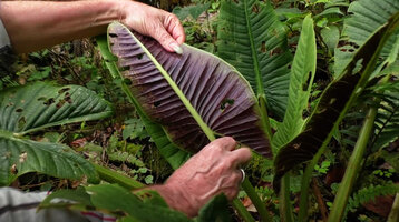 Patrick Blanc showing the purple abaxial leaf surface of Alocasia nicolsonii, Tari, 2000 m asl, Hela, Papua New Guinea, March 2016