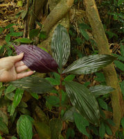 Patrick Blanc showing the purple lower surface of leaves of Amischotolype marginata, anthocyanic form individual, Khao Sok NP, Thailand