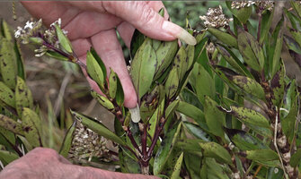 Patrick Blanc showing the purple young parts of the stems and the tubular connate marcescent stipules of Hedyotis flavescens, Battalu Oya river, Fishing Hut, Maskeliya, Sri Lanka, Nov. 2024