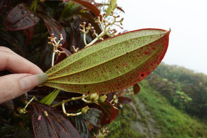 Patrick Blanc showing the red anthocyanic spots on the lower surface of the brown leaved form of Miconia robinsoniana, El Puntudo, Santa Cruz, Galapagos, Aug. 2021