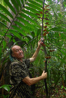 Patrick Blanc showing the red leaf lower surface of Syngonium erythrophyllum, retaining this anthocyanic colour ar least 3 m above the soil, El Amargal, Arusi, Choco, Colombia, Nov. 2016
