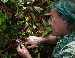 Patrick Blanc showing the small bright pink flowers of Impatiens chinensis, Bidoup Nui Ba NP, Vietnam, Nov. 2019
