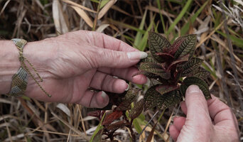 Patrick Blanc showing the small brown hairy leaves of Poikilogyne arfakensis, the open high altitude compact form, flower buds, Anggi Lakes, Arfak Mts, West Papua, May 2025