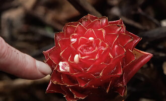 Patrick Blanc showing the small flower emerging from the fertile bracts filled with water of Elettaria floribunda, Fishing Hut, Maskeliya, Sri Lanka, Nov. 2024