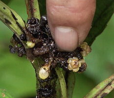 Patrick Blanc showing the small flower of Leea zippeliana at anthesis, Malagufuk, Sorong, Southwest Papua, May 2025