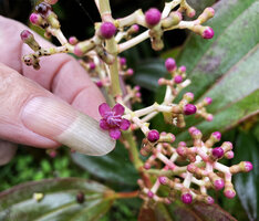Patrick Blanc showing the small flower of Miconia robinsoniana, El Puntudo, Santa Cruz, Galapagos, Aug. 2021