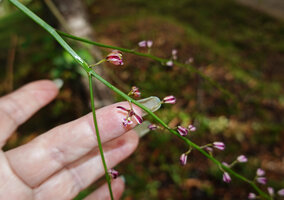 Patrick Blanc showing the small flowers of Acriopsis liliifolia, Deramakot FR, Sabah, Borneo, July 2022