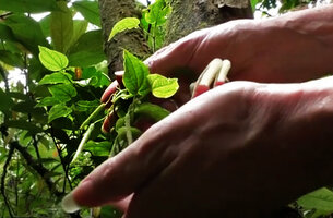 Patrick Blanc showing the small leaves and inflorescences of Piper arfakianum, Rondon Ridge, 2000 m asl, Mount Hagen, Papua New Guinea 