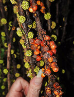 Patrick Blanc showing the small red mature figs of Ficus minahassae, each of them reaching the size of a globular bunch of tiny green immature congested figs, Malaunay, 1000 m asl, Valencia, Negros Oriental, Philippines, Jan. 2025