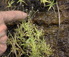 Patrick Blanc showing the small xapitulate inflorescences of Eriocaulon thwaitesii, Maskeliya, Sri Lanka, Nov. 2024