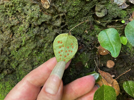 Patrick Blanc showing the sori of the tiny Selliguea oodes, Baslay Hot Spring, Dauin, Negros Oriental, Philippines, Jan. 2025