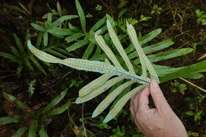 Patrick Blanc showing the sori on the glaucous lower surface of a Phlebodium pseudoaureum frond, El Puntudo, Santa Cruz, Galapagos, Aug. 2021