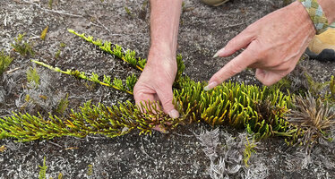 Patrick Blanc showing the strobili at the top of the erect stems of Lycopodium (Palhinhaea) hydrophilum, Anggi Lakes, 2300 m asl, Arfak Mts, West Papua, May 2025