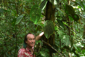 Patrick Blanc showing the symmetric leaves of monopodial main stem and asymmetric leaves of sympodial lateral stems of Piper decumanum,  Madang, Papua New Guinea, March 2016