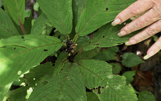 Patrick Blanc showing the terminal congested inflorescence of Leea zippeliana, Malagufuk, Southwest Papua, May 2025