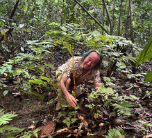 Patrick Blanc showing the thick free standing erect main stem of Selaginella bamleri, Manokwari, West Papua, May 2025