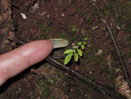Patrick Blanc showing the tiny adult and fertile annual individual of Elatostema pusillum, Khao Sok NP, Thailand, Dec 2015