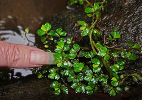 Patrick Blanc showing the tiny deeply dentate leaves of Elatostema delicatum, Casaroro Falls, Negros Oriental, Philippines, Jan. 2025