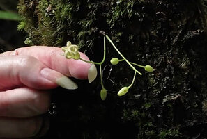 Patrick Blanc showing the tiny flower of Sterculia sp., Karawari, Sepik, Papua New Guinea, March 2016