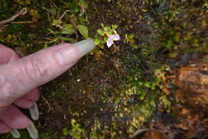 Patrick Blanc showing the tiny Sonerila affinis on a light exposed seeping rock, Maskeliya, Sri Lanka, Nov. 2024
