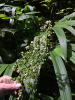 Patrick Blanc showing the tiny white flowers and maturing fruits of Xyphidium coeruleum, Minca, Magdalena, Colombia, Nov. 2016