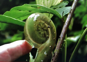 Patrick Blanc showing the top coiled part of a young frond of Steiropteris decussata protected by its secreted mucilaginous jelly, Mashpi forest, Pichincha, Ecuador, Aug. 2021