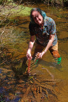 Patrick Blanc showing the translucent pinkish brown leaves of Aponogeton rigidifolius, Sinharaja, Sri Lanka, Nov. 2024
