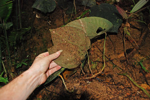 Patrick Blanc showing the undersurface of leaves of a Thottea, probably a new species, UluTemburong river, Brunei, Borneo, March 2012