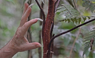 Patrick Blanc showing the vertical base of the frond petiole seeming adnate to the brown narrow stipe of Alsophila acrostichoides, Horale, Seram, Moluccas, April 2024