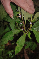 Patrick Blanc showing the very small campanulate flowers on inflorescence axis adnate to the petiole, higher earth banks of Tahan river, Taman Negara, Malaysia, Sept. 2025