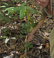 Patrick Blanc showing two small flowers along the lignified stem of a monocaulous cauliflorous Cyrtandra sp., Malagufuk, Sorong, Papua, May 2025