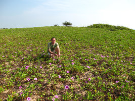Patrick Blanc sitting among a population of Ipomoea pes-caprae ssp pes-caprae, Pondicherry, India, Dec. 2006